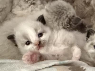 Baby Female - Ragdoll - Gallery Photo #1