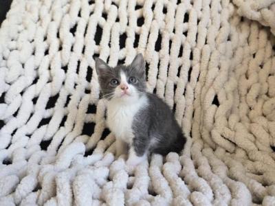 Benny - Domestic - Gallery Photo #1