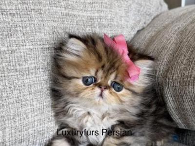 Gold - Persian - Gallery Photo #1