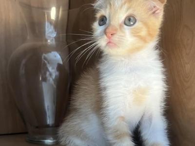 Leo - Scottish Fold - Gallery Photo #1