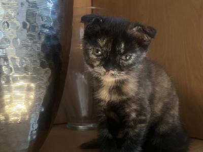 Barbie - Scottish Fold - Gallery Photo #1