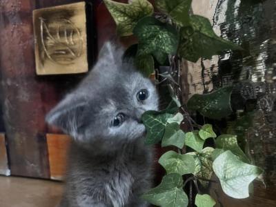Stella - Scottish Straight - Gallery Photo #1