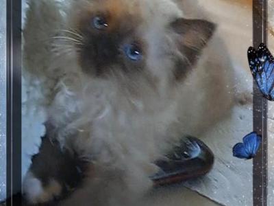 No Name 27 - Ragdoll - Gallery Photo #1