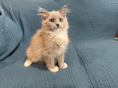 Belle - Ragdoll - Gallery Photo #1