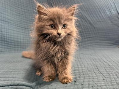 Indie - Ragdoll - Gallery Photo #1