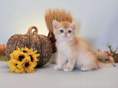 Nepo - British Shorthair - Gallery Photo #1