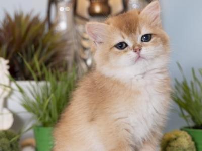 Nitro - British Shorthair - Gallery Photo #1