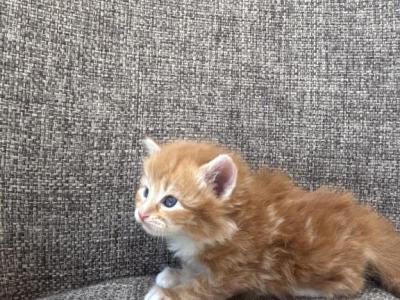 Girl Siberian Purebred Red Tabby With White - Siberian - Gallery Photo #1