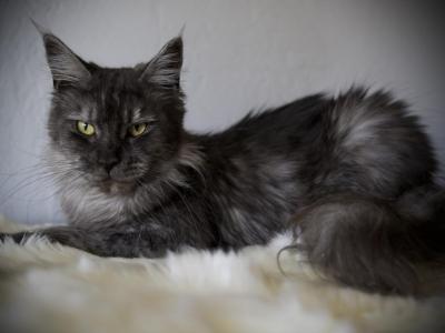 Chentia - Maine Coon - Gallery Photo #1