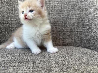 Girl Siberian Purebred Cream With White - Siberian - Gallery Photo #1