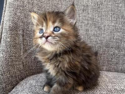 Girl Siberian Purebred Black Brown Torbie - Siberian - Gallery Photo #1