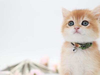 Tarzan - British Shorthair - Gallery Photo #1