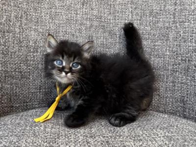 Boy Siberian Purebred Black Tabby - Siberian - Gallery Photo #1
