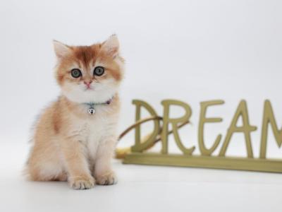 Torch - British Shorthair - Gallery Photo #1
