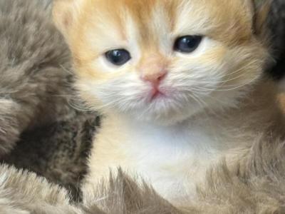 Hazel Brittish Short Hair Long Hair Persian - British Shorthair - Gallery Photo #1