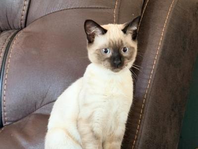 KAI & KAIA - Siamese - Gallery Photo #1