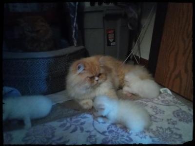 Fazkats - Persian - Gallery Photo #1
