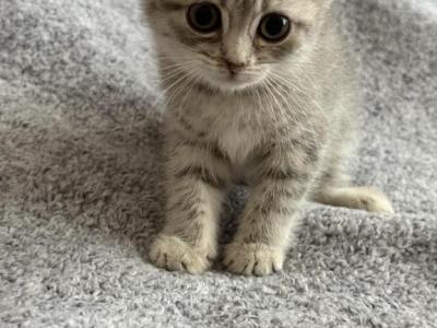 Kitty A - Scottish Straight - Gallery Photo #1