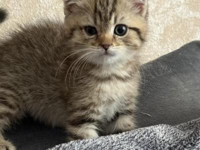 Kitty B - Scottish Fold - Gallery Photo #1