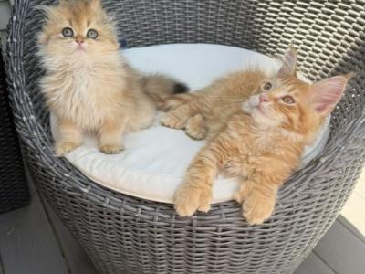 Orange Polydactyl Maine Coon - Maine Coon - Gallery Photo #1