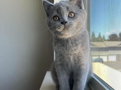 Simba - Scottish Straight - Gallery Photo #1