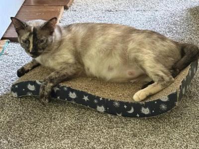 Siamese Litter - Siamese - Gallery Photo #1