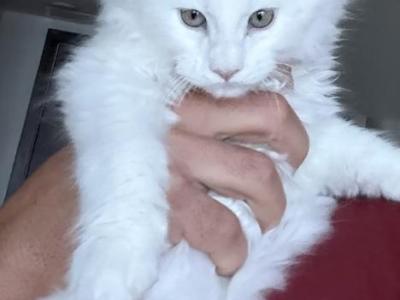 Zeus - Maine Coon - Gallery Photo #1