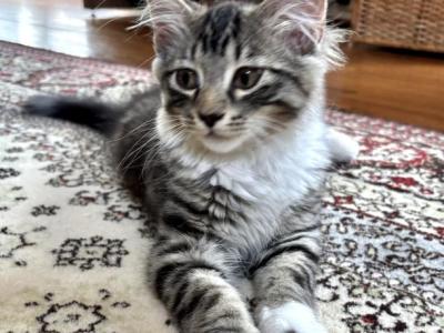 Cloud - Maine Coon - Gallery Photo #1