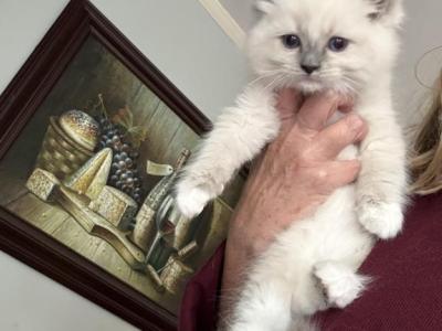 Lovebug - Ragdoll - Gallery Photo #1