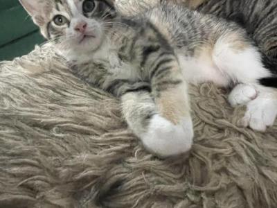 No Name - American Shorthair - Gallery Photo #1