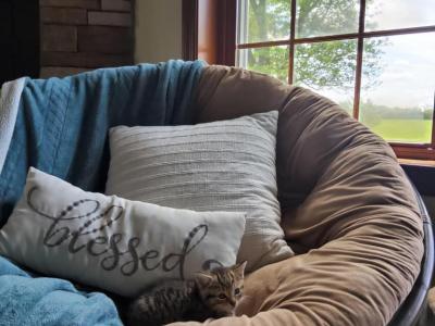 Mittens - American Shorthair - Gallery Photo #1