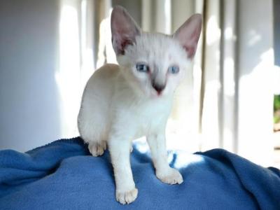 Stripe Lynxpoint - Colorpoint Shorthair - Gallery Photo #1