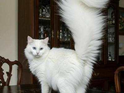 Muna - Maine Coon - Gallery Photo #1