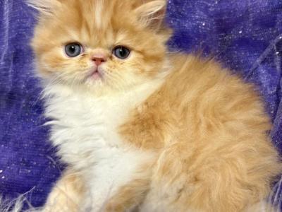 Emmett - Persian - Gallery Photo #1