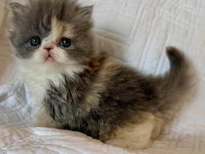 Delilah - Persian - Gallery Photo #1