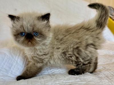 Gizmo - Himalayan - Gallery Photo #1