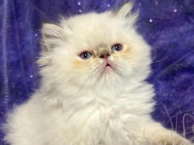 Brody - Persian - Gallery Photo #1