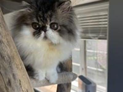 Male Tabby & White - Persian - Gallery Photo #1