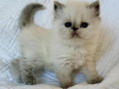 Bella - Himalayan - Gallery Photo #1