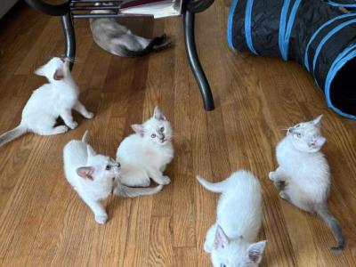 Litter Of Siamese Kittens - Siamese - Gallery Photo #1