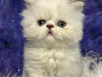 Auggie - Persian - Gallery Photo #1