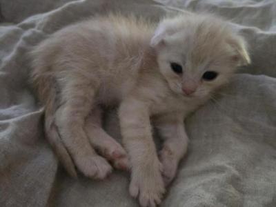 Golden Scottish Fold Boy - Scottish Fold - Gallery Photo #1