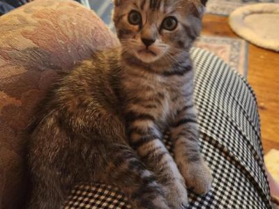 Princess - Scottish Fold - Gallery Photo #1