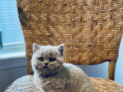 Ophelia - British Shorthair - Gallery Photo #1