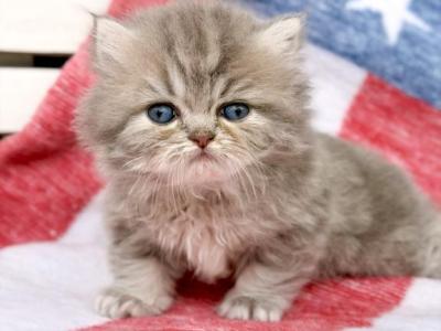 Waverly - Persian - Gallery Photo #1