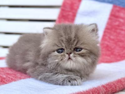 Harbor - Persian - Gallery Photo #1