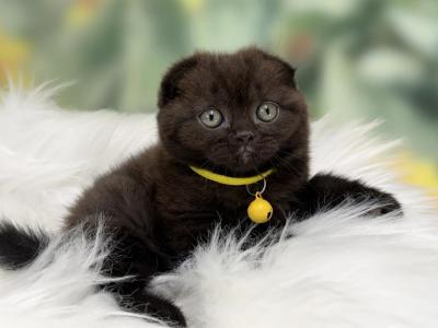 Portland Amir Scottish Fold Kitten - Scottish Fold - Gallery Photo #1