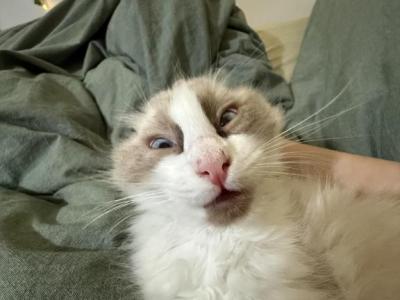 Goatee - Ragdoll - Gallery Photo #1
