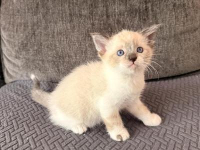 Milkshake - Ragdoll - Gallery Photo #1