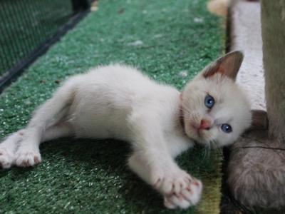Luna - Siamese - Gallery Photo #1